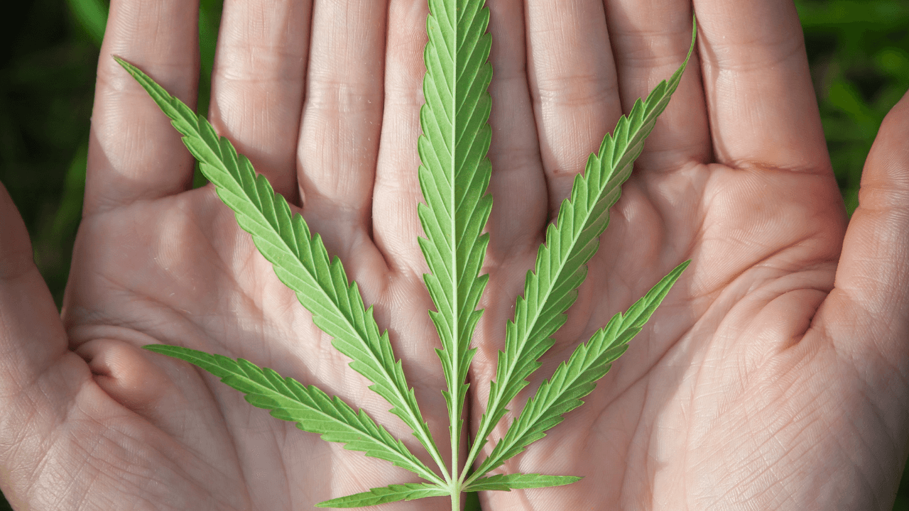 A man holding a Cannabis leaf in his hand