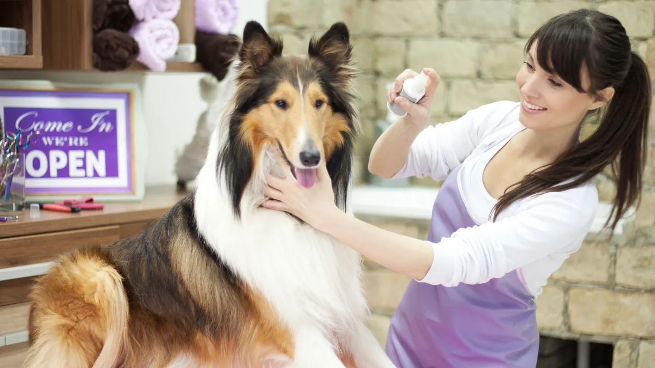 Dog Grooming Service