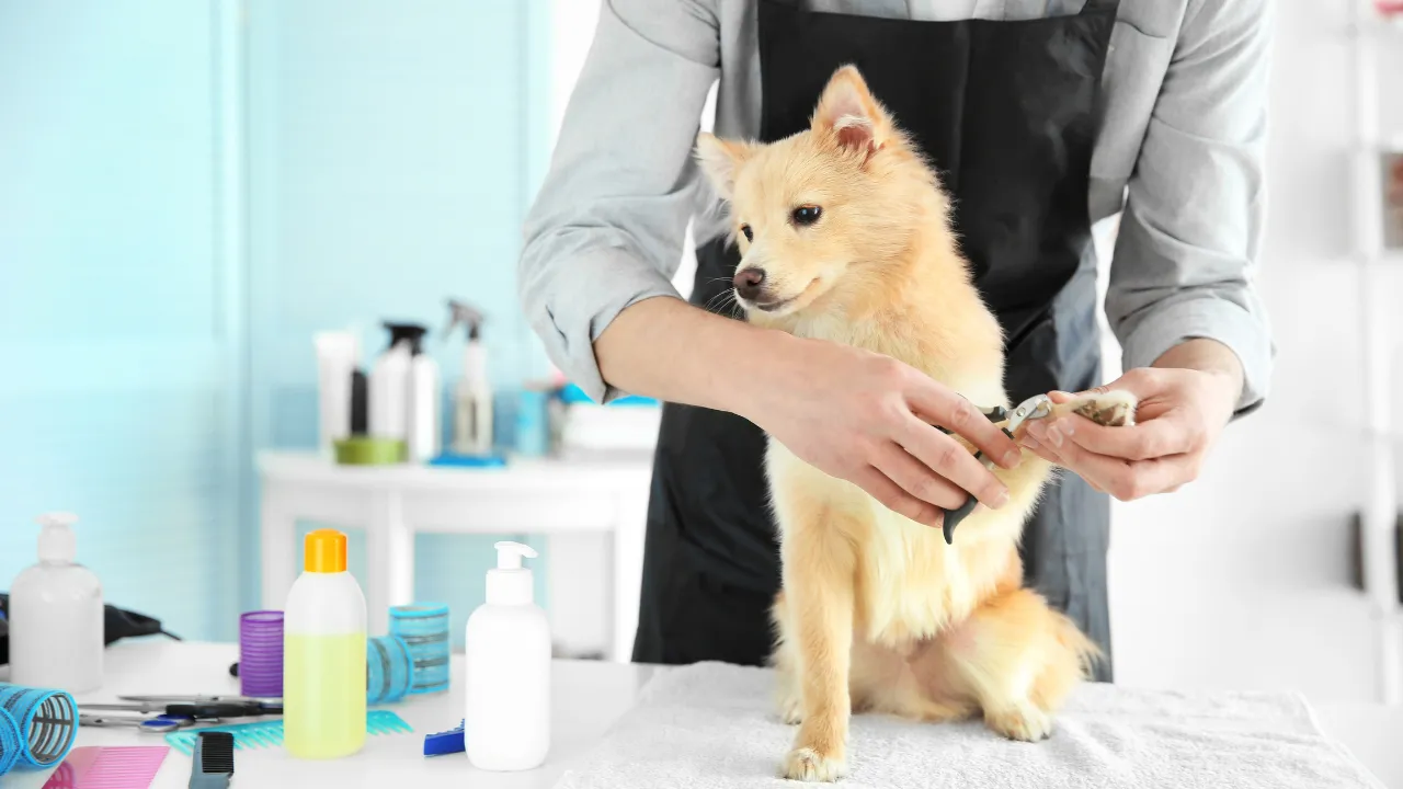 Pet Grooming Company