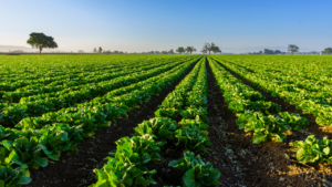 agriculture field