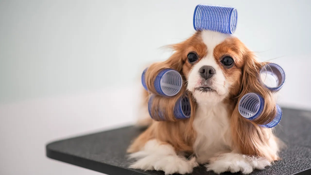 Pet Grooming Business