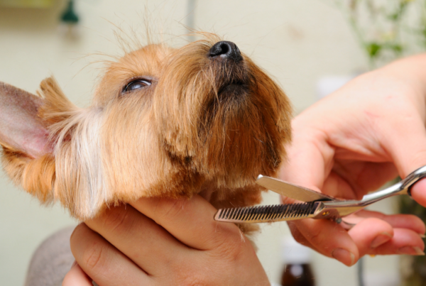 Pet grooming business | Scott Legal, P.C. Pet grooming business
