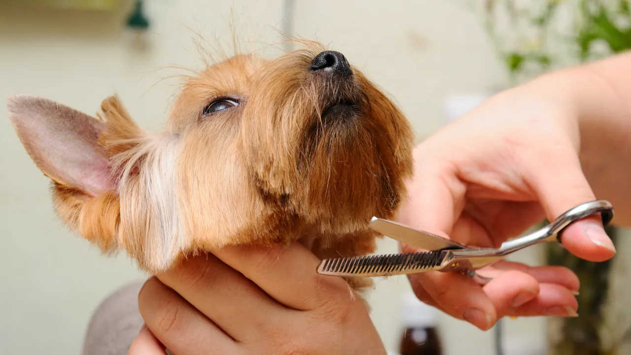 Pet grooming business