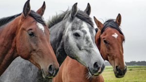 three horses side by side.