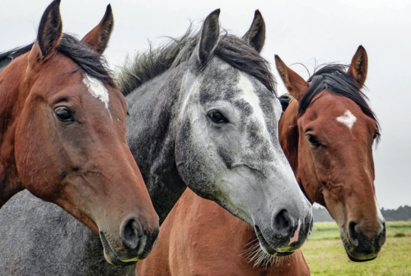 three horses side by side. | Scott Legal, P.C. three horses side by side.