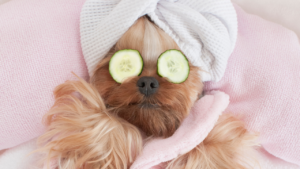 A dog being groomed