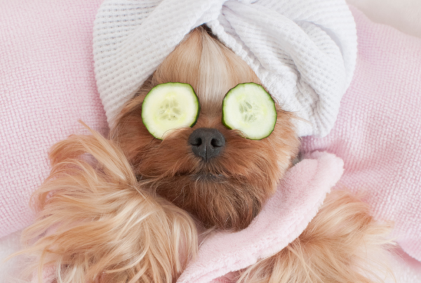 A dog being groomed