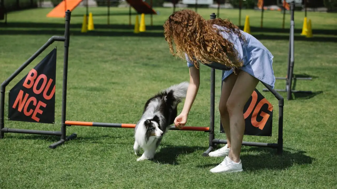 UK dog trainer working with dog in agility course after receiving E-2 visa to expand business to Arizona