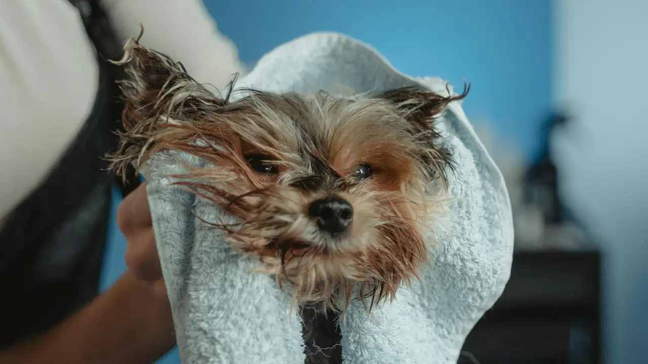 A small, wet Yorkshire Terrier with scruffy fur being gently dried with a light blue towel after a bath.