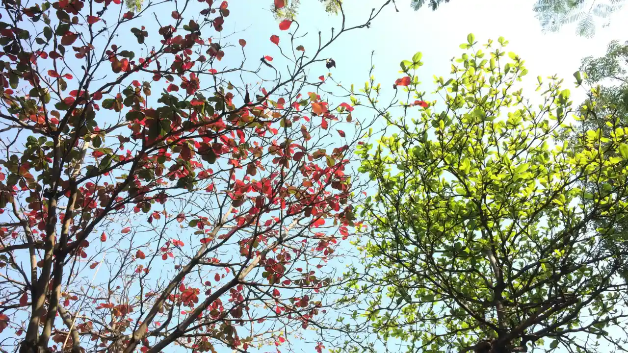 A view looking up at trees with different colored leaves, symbolizing the different paths one can take after an NIW RFE.