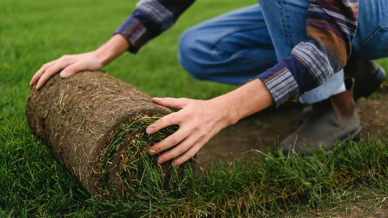 Person placing a rolled section of fresh green sod onto a lawn during landscaping work.