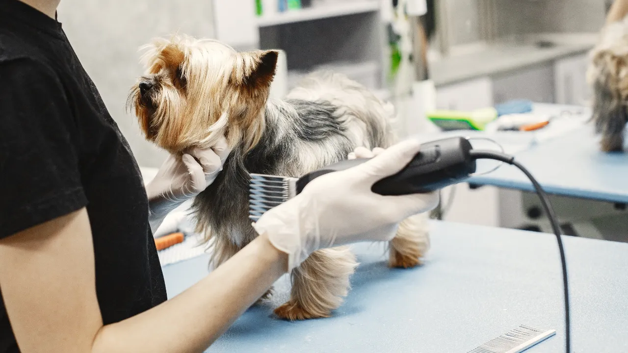 Small dog being groomed with clippers on a grooming table