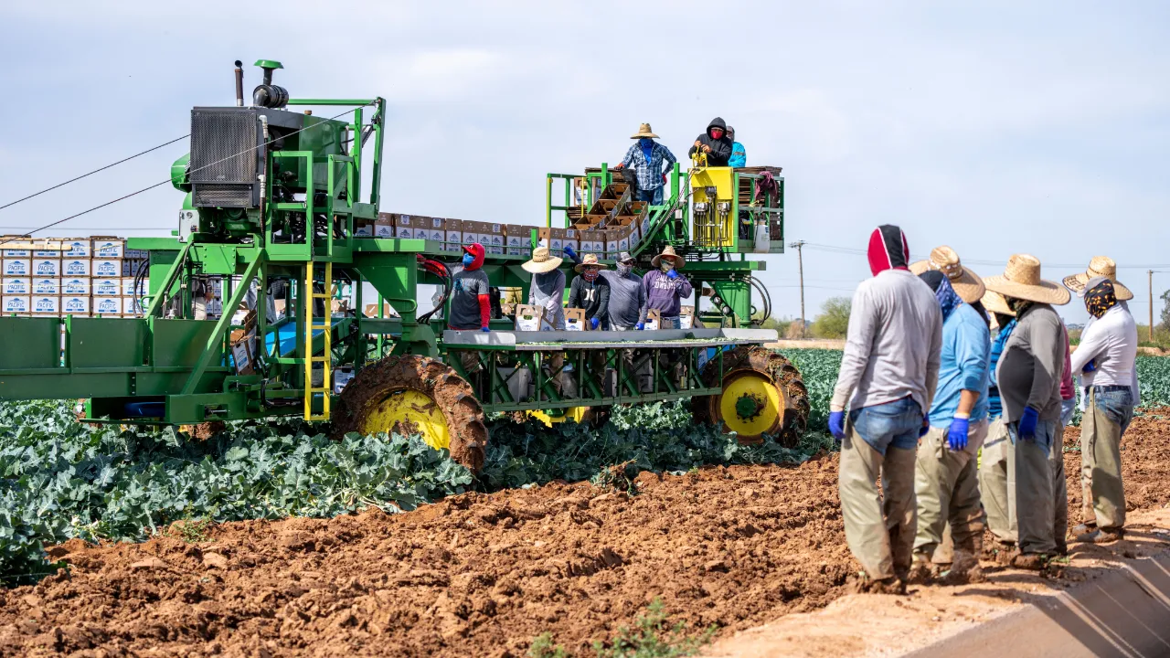 Farm workers in sun hats stand beside a green harvesting machine in a broccoli field